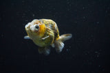 Ranchu  Calico 3.5 Inch (ID#806R5b-52) Free2Day SHIPPING