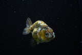 Ranchu  Calico 3.5 Inch (ID#806R5b-52) Free2Day SHIPPING