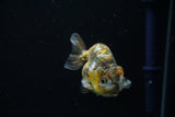 Ranchu  Calico 3.5 Inch (ID#806R5b-52) Free2Day SHIPPING