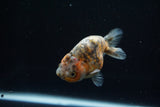 Ranchu  Calico 3.5 Inch (ID#806R5b-53) Free2Day SHIPPING