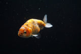 Ranchu  Calico 3 Inch (ID#806R5b-54) Free2Day SHIPPING