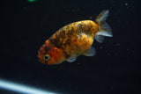 Juvenile Ranchu  Calico 3 Inch (ID#806R5b-55) Free2Day SHIPPING