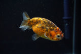 Ranchu  Calico 3 Inch (ID#806R5b-55) Free2Day SHIPPING