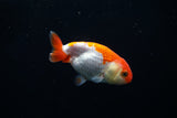 Baby Ranchu  Red White 3 Inch (ID#319R9b-29) Free2Day SHIPPING