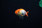 Baby Ranchu  Red White 3 Inch (ID#319R9b-29) Free2Day SHIPPING