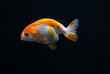 Baby Ranchu  Red White 3 Inch (ID#319R9b-30) Free2Day SHIPPING