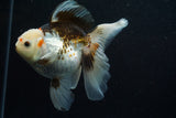 Thai Oranda  Tricolor 5.5 Inch (ID#806To6b-88)