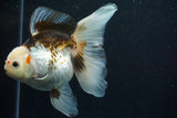 Thai Oranda  Tricolor 5.5 Inch (ID#806To6b-88)