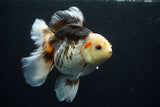 Thai Oranda  Tricolor 5.5 Inch (ID#806To6b-88)