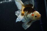 Thai Oranda  Tricolor 5.5 Inch (ID#806To6b-88)