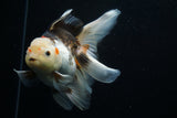 Thai Oranda  Tricolor 5.5 Inch (ID#806To6b-88)