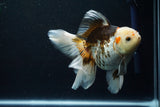 Thai Oranda  Tricolor 5.5 Inch (ID#806To6b-88)