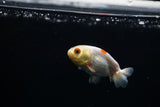 Baby Ranchu  Red White 2.5 Inch (ID#319R9b-42) Free2Day SHIPPING