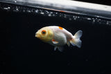 Baby Ranchu  Red White 2.5 Inch (ID#319R9b-42) Free2Day SHIPPING