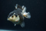 Thai Oranda  Panda 4.5 Inch (ID#802To6b-92)