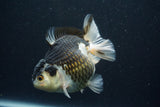 Thai Oranda  Panda 4.5 Inch (ID#802To6b-92)