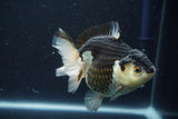 Thai Oranda  Panda 4.5 Inch (ID#802To6b-92)