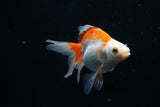 Ryukin Longtail Red White 4.5 Inch (ID#319Ry7a-10) Free2Day SHIPPING