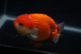 Lionchu  Red White 4 Inch (ID#409R11c-98) Free2Day SHIPPING