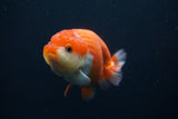 Lionchu  Red White 4 Inch (ID#409R11c-98) Free2Day SHIPPING