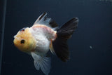 Thai Oranda  Tricolor 4.5 Inch (ID#409ToNT1-1) Free2Day SHIPPING. Please see notes