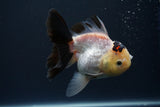Thai Oranda  Tricolor 4.5 Inch (ID#409ToNT1-1) Free2Day SHIPPING. Please see notes