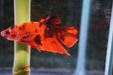 Nemo Galaxy  Koi Plakat Male Betta (ID#510-M414) Free2Day SHIPPING