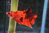 Nemo Galaxy  Koi Plakat Male Betta (ID#510-M414) Free2Day SHIPPING