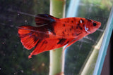 Nemo Galaxy  Koi Plakat Male Betta (ID#510-M414) Free2Day SHIPPING