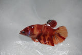 Giant Nemo Koi Galaxy  Plakat Female Betta (ID#510-F402) Free2Day SHIPPING