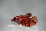 Giant Nemo Koi Galaxy  Plakat Female Betta (ID#510-F402) Free2Day SHIPPING