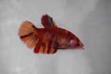 Giant Nemo Koi Galaxy  Plakat Female Betta (ID#510-F402) Free2Day SHIPPING