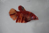 Giant Nemo Koi Galaxy  Plakat Female Betta (ID#510-F402) Free2Day SHIPPING