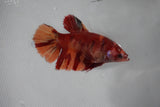 Giant Nemo Koi Galaxy  Plakat Female Betta (ID#510-F402) Free2Day SHIPPING