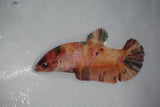 Giant Nemo Koi Galaxy  Plakat Female Betta (ID#510-F403) Free2Day SHIPPING