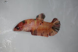 Giant Nemo Koi Galaxy  Plakat Female Betta (ID#510-F403) Free2Day SHIPPING