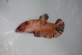 Giant Nemo Koi Galaxy  Plakat Female Betta (ID#510-F403) Free2Day SHIPPING