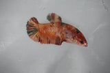 Giant Nemo Koi Galaxy  Plakat Female Betta (ID#510-F403) Free2Day SHIPPING