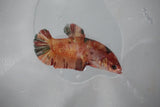 Giant Nemo Koi Galaxy  Plakat Female Betta (ID#510-F403) Free2Day SHIPPING