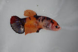 Giant Nemo Koi Galaxy  Plakat Female Betta (ID#510-F405) Free2Day SHIPPING