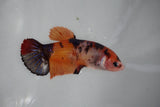 Giant Nemo Koi Galaxy  Plakat Female Betta (ID#510-F405) Free2Day SHIPPING