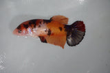 Giant Nemo Koi Galaxy  Plakat Female Betta (ID#510-F405) Free2Day SHIPPING