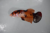 Giant Nemo Koi Galaxy  Plakat Female Betta (ID#510-F405) Free2Day SHIPPING