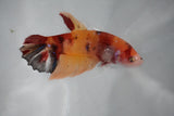 Giant Nemo Koi Galaxy  Plakat Female Betta (ID#510-F406) Free2Day SHIPPING