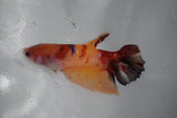 Giant Nemo Koi Galaxy  Plakat Female Betta (ID#510-F406) Free2Day SHIPPING