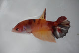 Giant Nemo Koi Galaxy  Plakat Female Betta (ID#510-F406) Free2Day SHIPPING