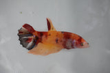 Giant Nemo Koi Galaxy  Plakat Female Betta (ID#510-F406) Free2Day SHIPPING