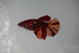 Nemo Koi Galaxy  Halfmoon Female Betta (ID#510-F407) Free2Day SHIPPING