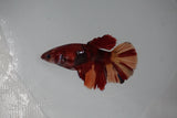 Nemo Koi Galaxy  Halfmoon Female Betta (ID#510-F407) Free2Day SHIPPING