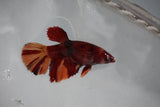 Nemo Koi Galaxy  Halfmoon Female Betta (ID#510-F407) Free2Day SHIPPING